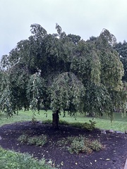 Prunus pendula