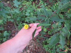 Helianthus microcephalus