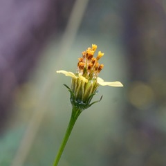 Bidens bigelovii
