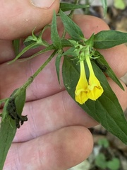Melampyrum italicum