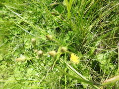 Sonchus arvensis arvensis