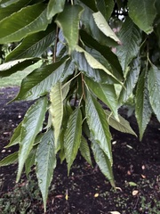 Prunus pendula
