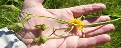 Sonchus arvensis arvensis