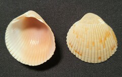 Dinocardium robustum