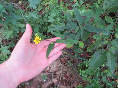 Helianthus microcephalus
