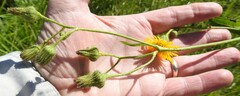 Sonchus arvensis arvensis