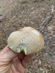 Boletus reticulatus