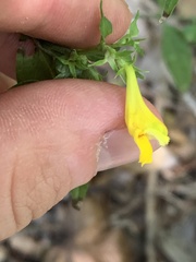 Melampyrum italicum
