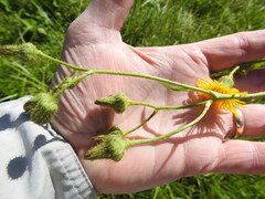 Sonchus arvensis arvensis
