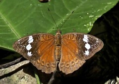 Euriphene amicia amicia