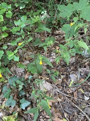 Melampyrum italicum
