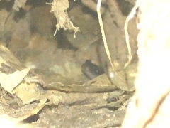 Plethodon cylindraceus