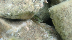 Lepadogaster candolii