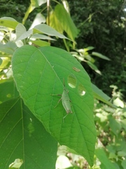 Sphenarium