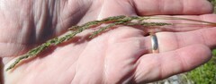 Muhlenbergia mexicana