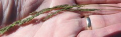 Muhlenbergia mexicana