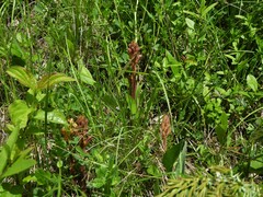 Orobanche lutea
