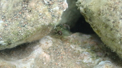 Lepadogaster candolii