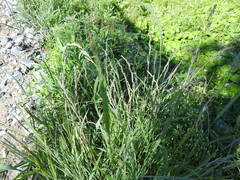 Muhlenbergia mexicana
