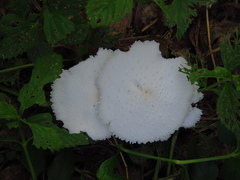 Leucocoprinus cretaceus