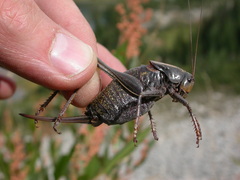 Anabrus simplex