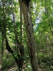 Ceiba aesculifolia