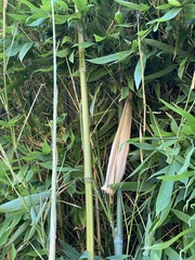 Bambusa vulgaris