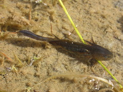 Ambystoma macrodactylum