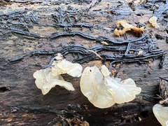 Ductifera pululahuana