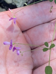 Lespedeza procumbens