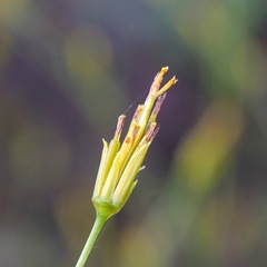 Bidens heterosperma