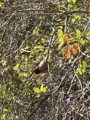 Amphibolips quercuspomiformis