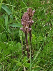 Orobanche