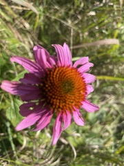Echinacea purpurea