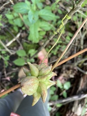 Ampelomyia vitiscoryloides