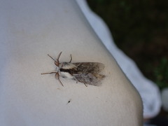 Tolype distincta