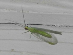 Chrysopa coloradensis