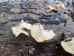 Ductifera pululahuana