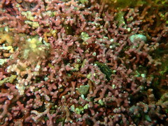 Phymatolithon calcareum