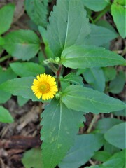 Acmella oppositifolia