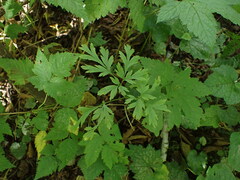 Dicentra formosa