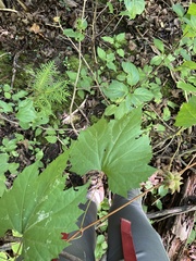 Ampelomyia vitiscoryloides