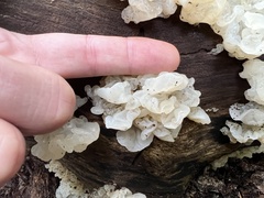 Ductifera pululahuana