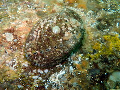 Haliotis tuberculata