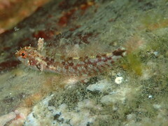 Tripterygion delaisi