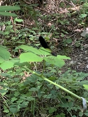 Calopteryx haemorrhoidalis