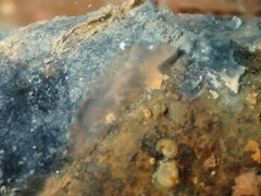 Leptoplana tremellaris