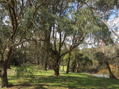 Eucalyptus radiata