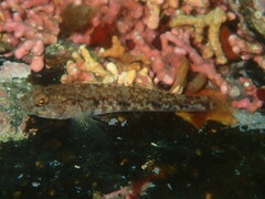 Pomatoschistus pictus