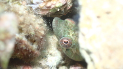 Lepadogaster candolii